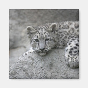 Íman Filhote de leopardo-da-neve de 4 meses de idade es