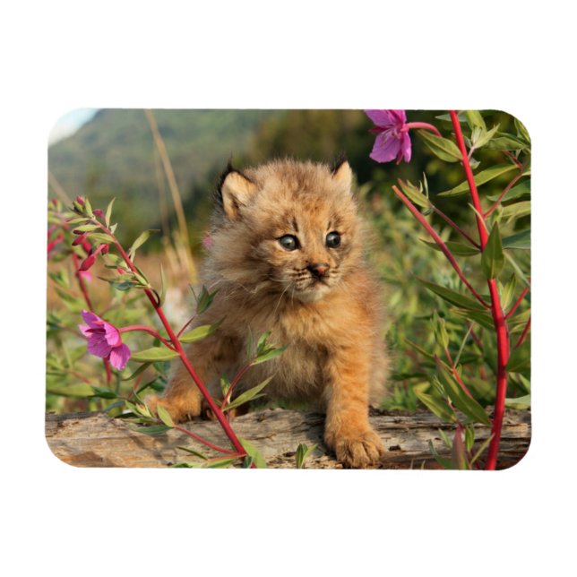 Íman Filhote de Lince Canadense, Alasca (Horizontal)