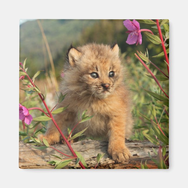 Íman Filhote de Lince Canadense, Alasca (Frente)