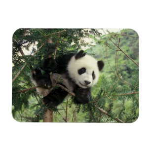 Íman Filhote de Panda Gigante sobe em uma árvore, Vale