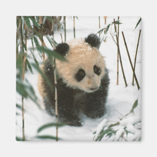 Íman Filhote de panda na neve, Wolong, Sichuan, China