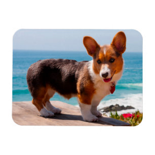 Íman Filhote de Pembroke Welsh Corgi em pé na mesa
