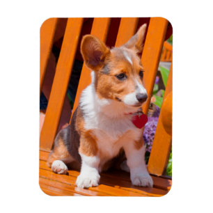 Íman Filhote de Pembroke Welsh Corgi sentado em banco d