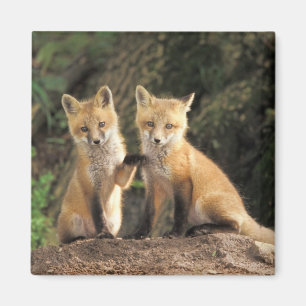 Íman filhote de Raposa Vermelha em frente à toca Vulpes