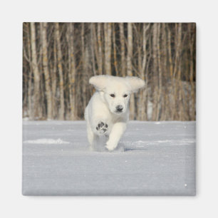 Íman Filhote de Retriever Dourado Branco na Neve