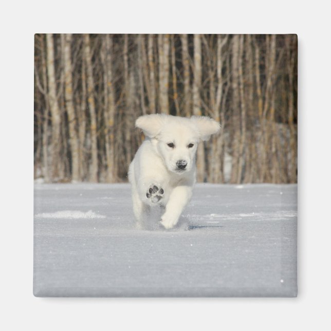 Íman Filhote de Retriever Dourado Branco na Neve (Frente)