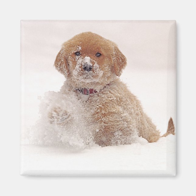 Íman Filhote de Retriever Dourado na Neve (Frente)