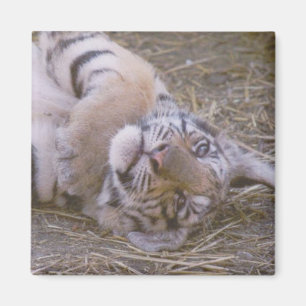 Íman Filhote de tigre