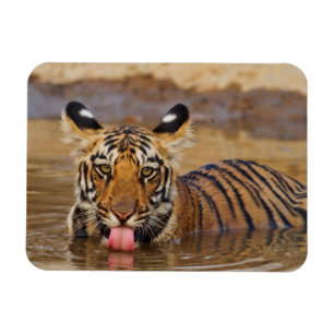 Íman Filhote de tigre-de-bengala-real, bebendo água