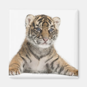 Íman Filhote de tigre de Sumatran