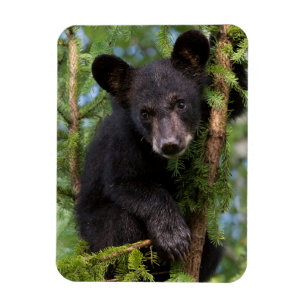 Íman Filhote de Urso Negro Brincando em Árvores