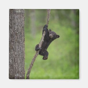 Íman Filhote de Urso Negro brincando no Galho de Árvore