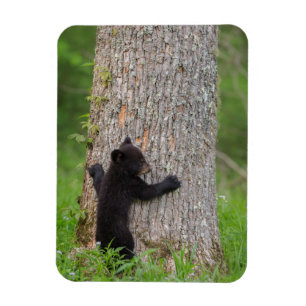 Íman Filhote de Urso Negro Grandes Montanhas Fumegant