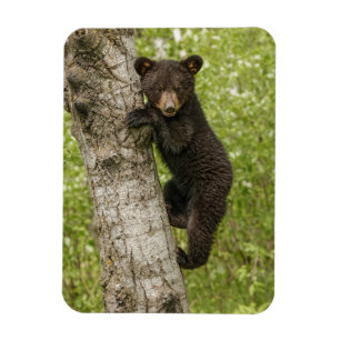 Íman Filhote de Urso Negro na Árvore