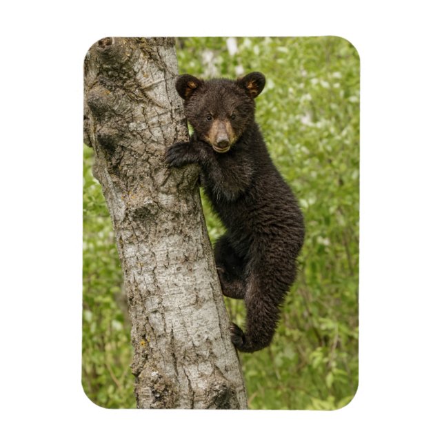 Íman Filhote de Urso Negro na Árvore (Vertical)