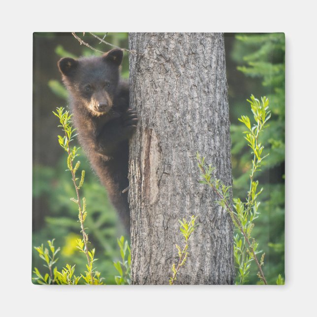 Íman Filhote de Urso Negro na Primavera (Frente)
