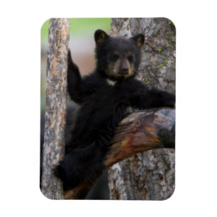Íman Filhote de Urso Negro Relaxando