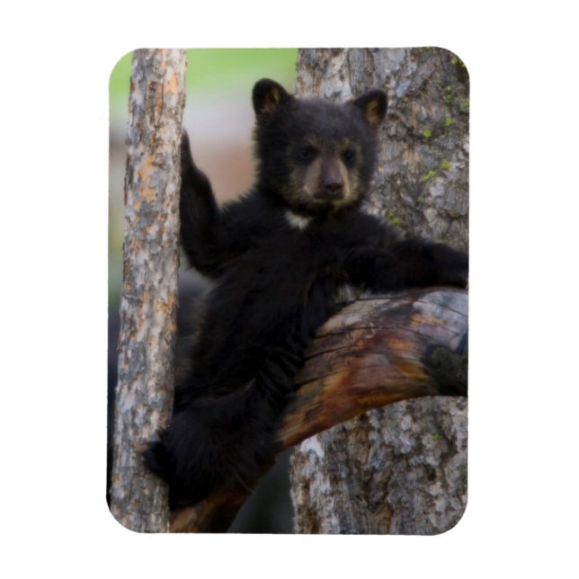 Íman Filhote de Urso Negro Relaxando (Vertical)