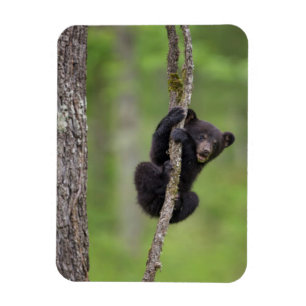 Íman Filhote de urso preto brincando, Tennessee