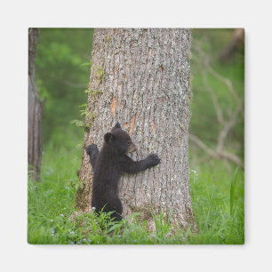 Íman Filhote de Urso Preto Grandes Montanhas Fumos