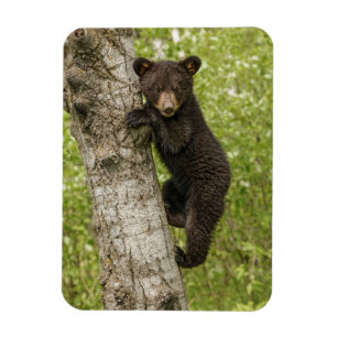 Íman Filhote de Urso Preto na Árvore