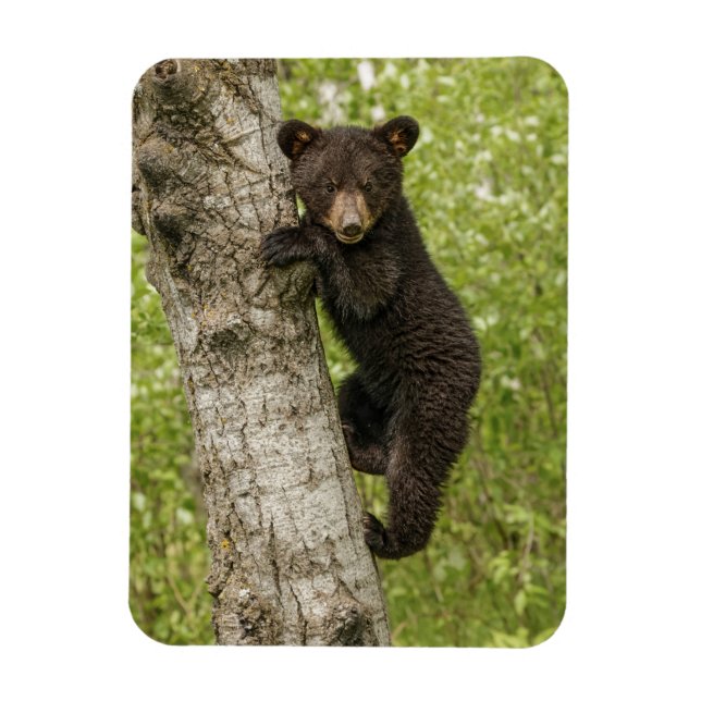 Íman Filhote de Urso Preto na Árvore (Vertical)