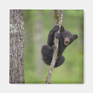 Íman Filhote de urso preto que joga, Tennessee