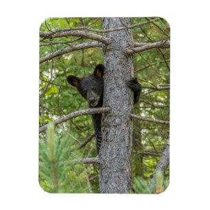 Íman Filhote de Urso Subindo Árvore
