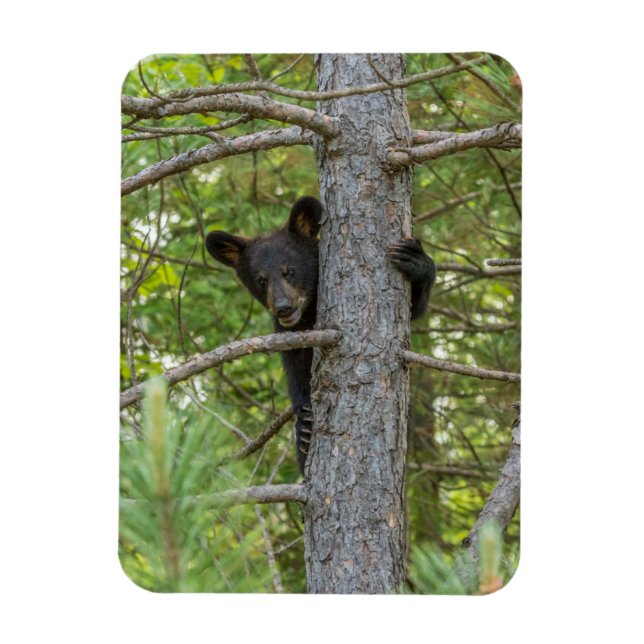 Íman Filhote de Urso Subindo Árvore (Vertical)