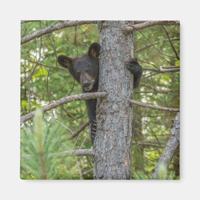 Íman Filhote de Urso Subindo Árvore (Frente)