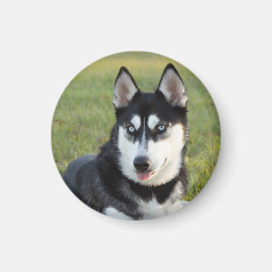 Íman Filhote feliz e brincalhão do Husky Siberiano