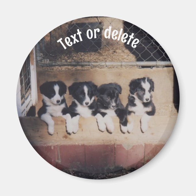 Íman Filhotes de Border Collie Personalizados (Frente)