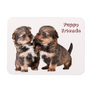 Íman Filhotes de cachorro bonitos de Yorkshire