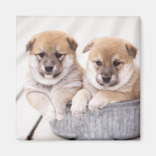 Íman Filhotes de cachorro de Shiba Inu na cuba de