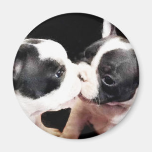 Íman Filhotes de cachorro do buldogue francês