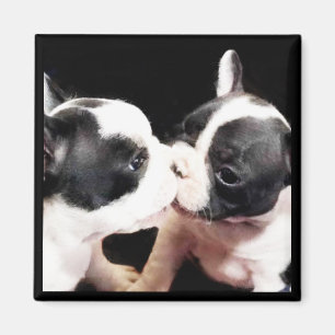Íman Filhotes de cachorro do buldogue francês