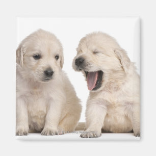 Íman Filhotes de cachorro do golden retriever (4