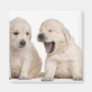 Íman Filhotes de cachorro do golden retriever (4