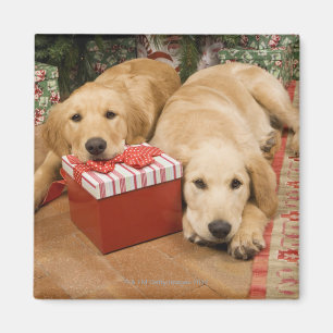 Íman Filhotes de cachorro do golden retriever com