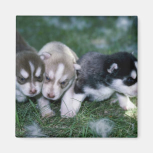 Íman Filhotes de cachorro do rouco Siberian, 3 semanas