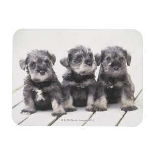 Íman Filhotes de cachorro do Schnauzer diminuto