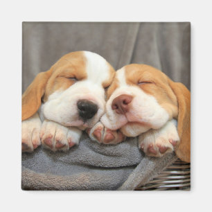 Íman Filhotes de cachorro sonolentos