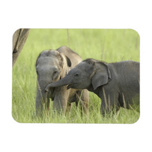 Íman Filhotes de Elefante Indiano / Asiático