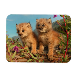 Íman Filhotes de Lince Canadense, Alasca