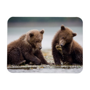 Íman Filhotes de Urso Pardo pelo Córrego