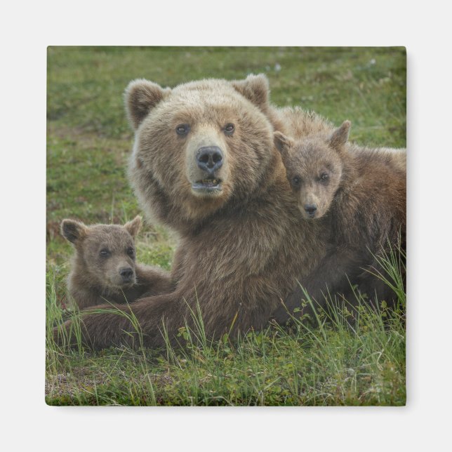 Íman Filhotes de Urso Pardo se Aconchegando com a Mãe (Frente)