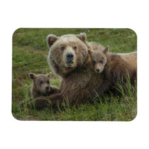 Íman Filhotes de Urso Pardo se Aconchegando com a Mãe