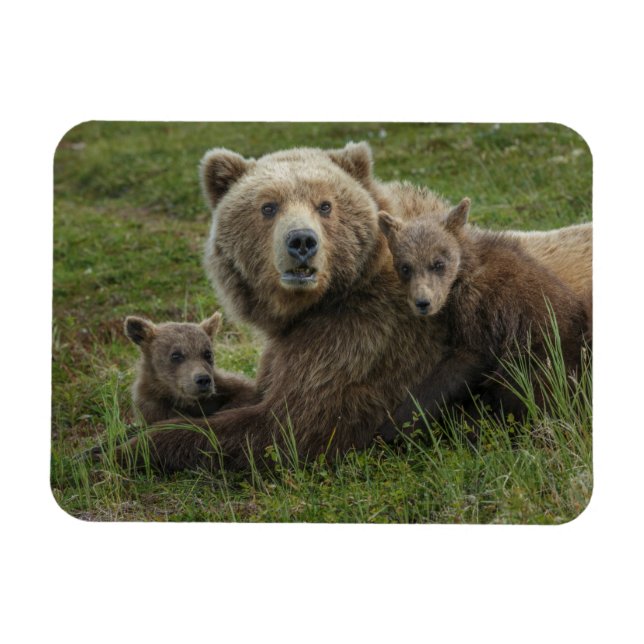 Íman Filhotes de Urso Pardo se Aconchegando com a Mãe (Horizontal)