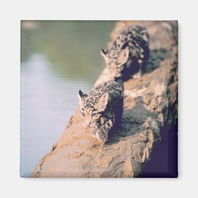 Íman Filhotes leopardo em log (Frente)