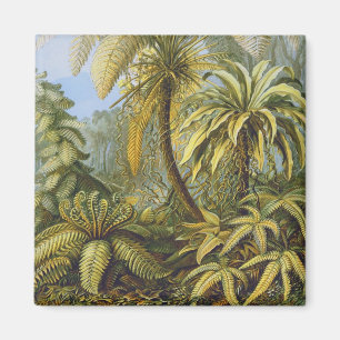 Íman Filicinae (Ferns), Ernst Haeckel Belas Artes